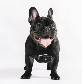 black-french-bulldog-standing-white-background