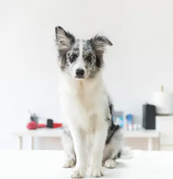 blue-merle-border-collie-sitting-examination-table