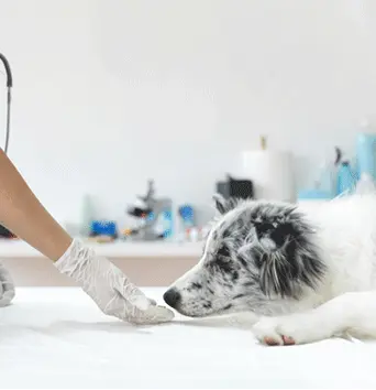 dog-sniffing-veterinarian-gloved-hand