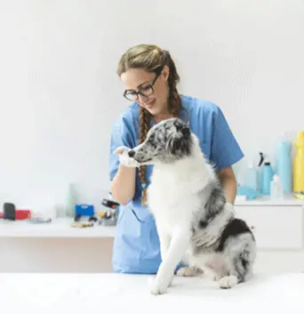 female-veterinarian-examining-australian-shepherd
