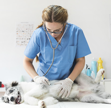 female-veterinarian-examining-dog-stomach-stethoscope