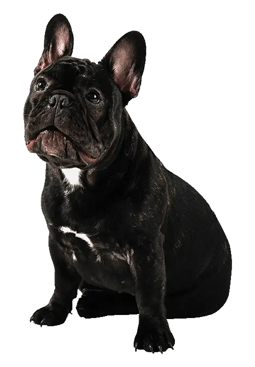 saud_puppy_shop_banner