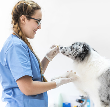 smiling-veterinarian-giving-treat-to-dog