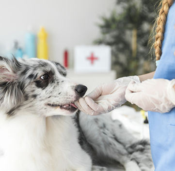 veterinarian-examining-dog-mouth-teeth