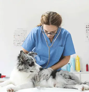 veterinarian-examining-dog-with-stethoscope