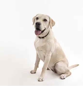 yellow-labrador-retriever-sitting-white-background